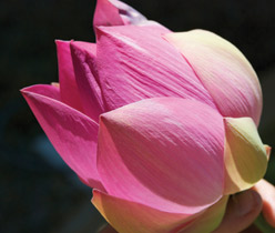 lotus heilgarten