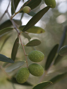 olives la lumiere